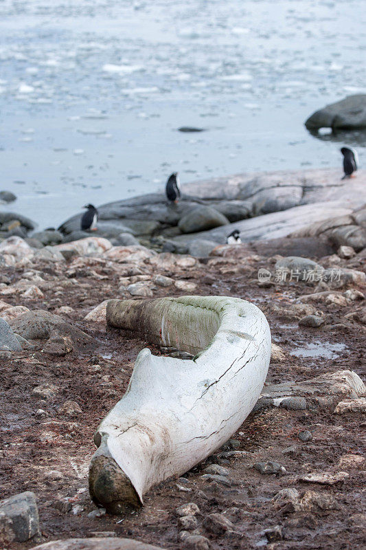南极洲:Jougla Point的鲸骨